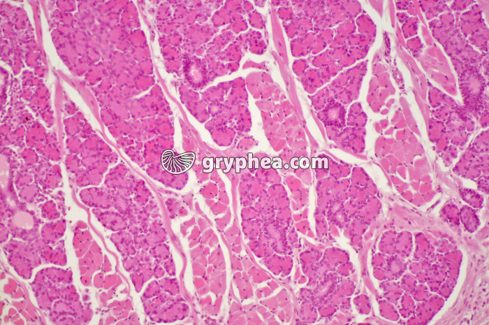 Glande salivaire x40 - gryphea.org